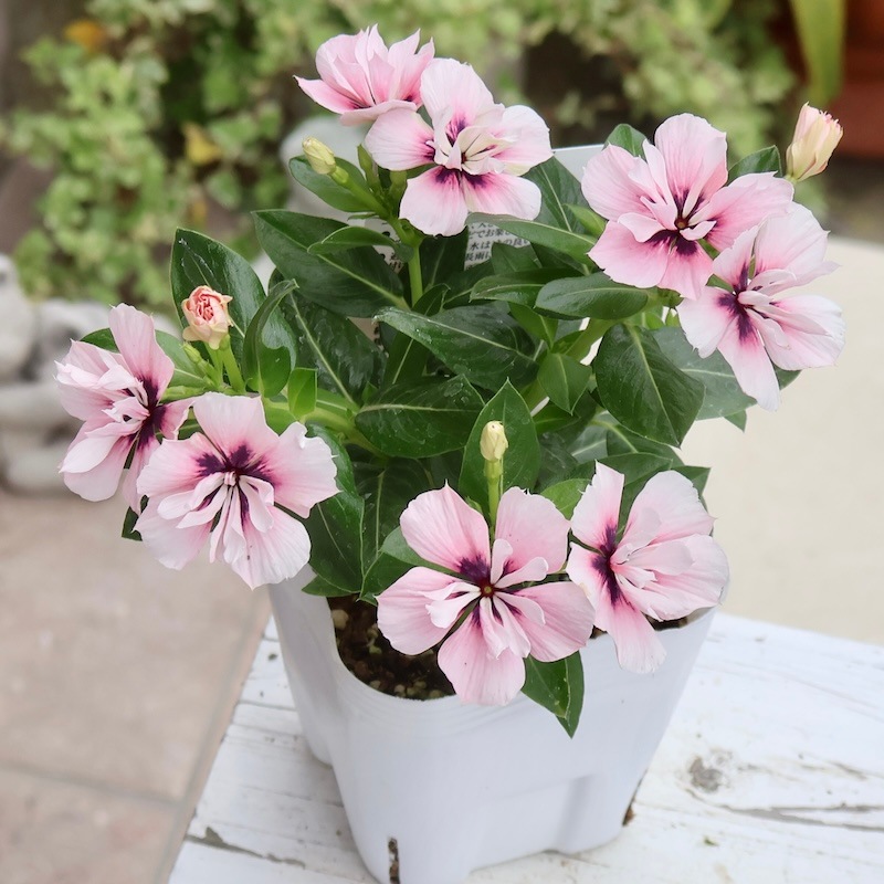 八重咲き☆北島園芸さんのビンカ(日々草)ミラシリーズ「ミラモネ」(3.5