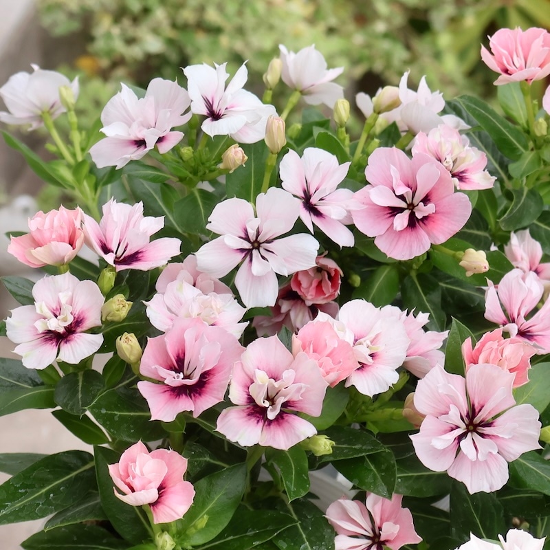 マユミ60 マイアミ｜【タイル通販】ボウクス・タイルマーケット