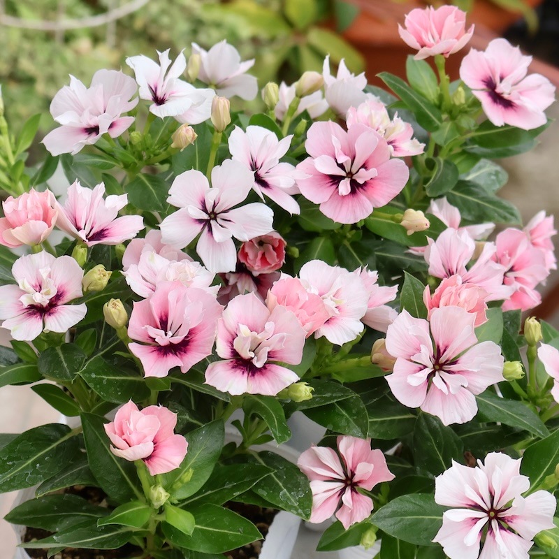 八重咲き☆北島園芸さんのビンカ(日々草)ミラシリーズ「ミラモネ」(3.5