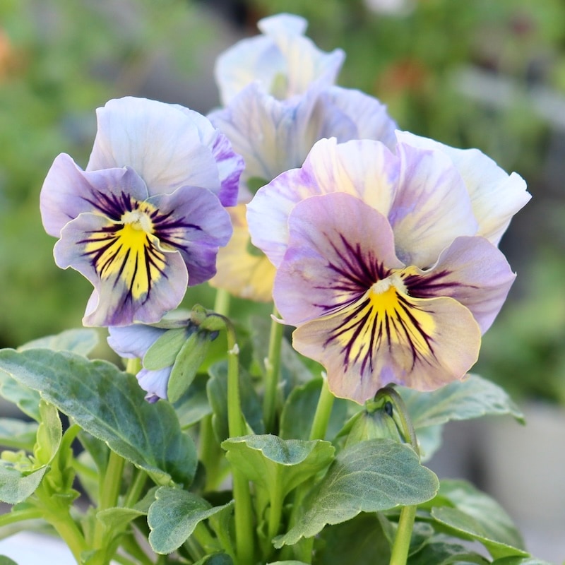 希少色☆画像の現品1点限り!!うえたパンジー「マシェリマダム」＜56番＞