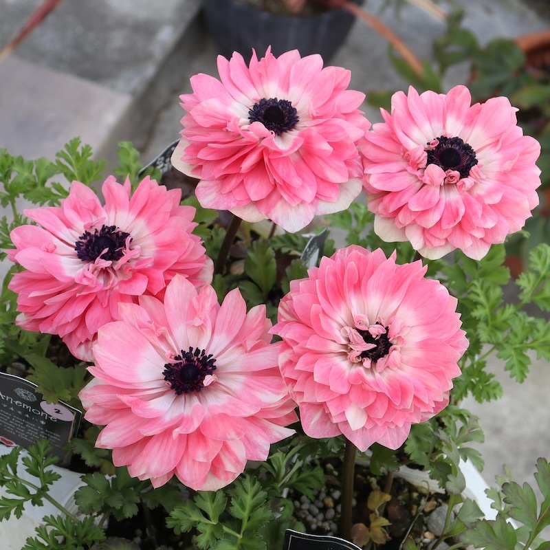 画像で花色を選べる☆八重咲きアネモネ「クラシカルピンク」2番