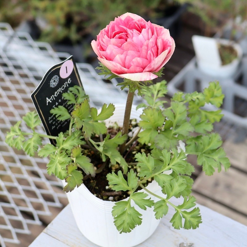 画像で花色を選べる☆八重咲きアネモネ「クラシカルピンク」2番