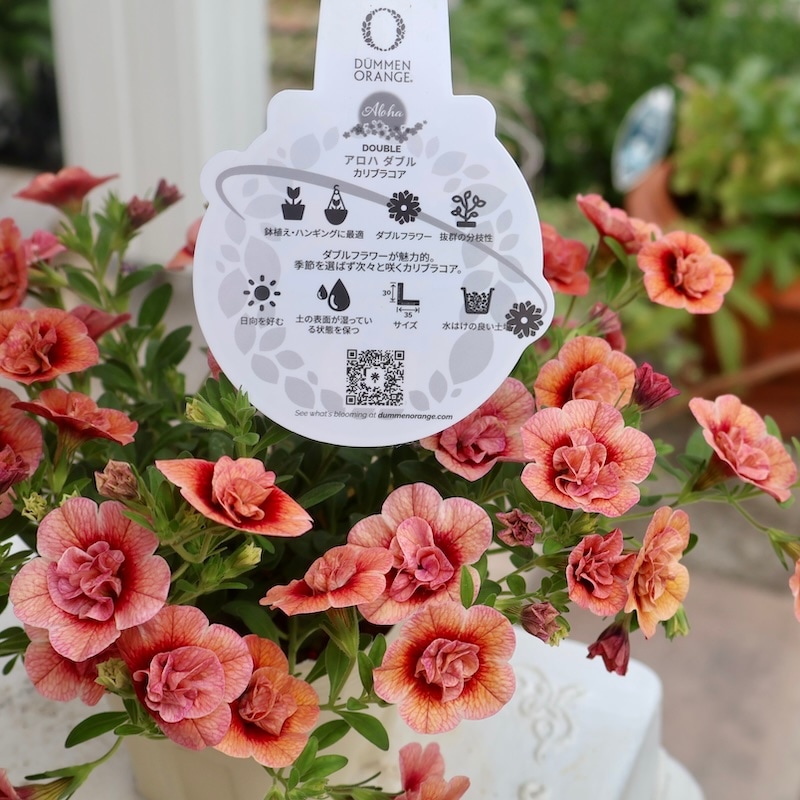 アロハちゃん♡コア君♡ 専用】Plumeria Hilo Beauty花芽付き 【公式通販】