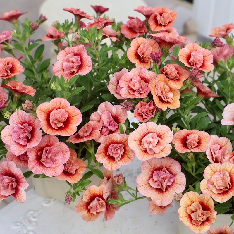 1_000000009224.jpg?1747116879