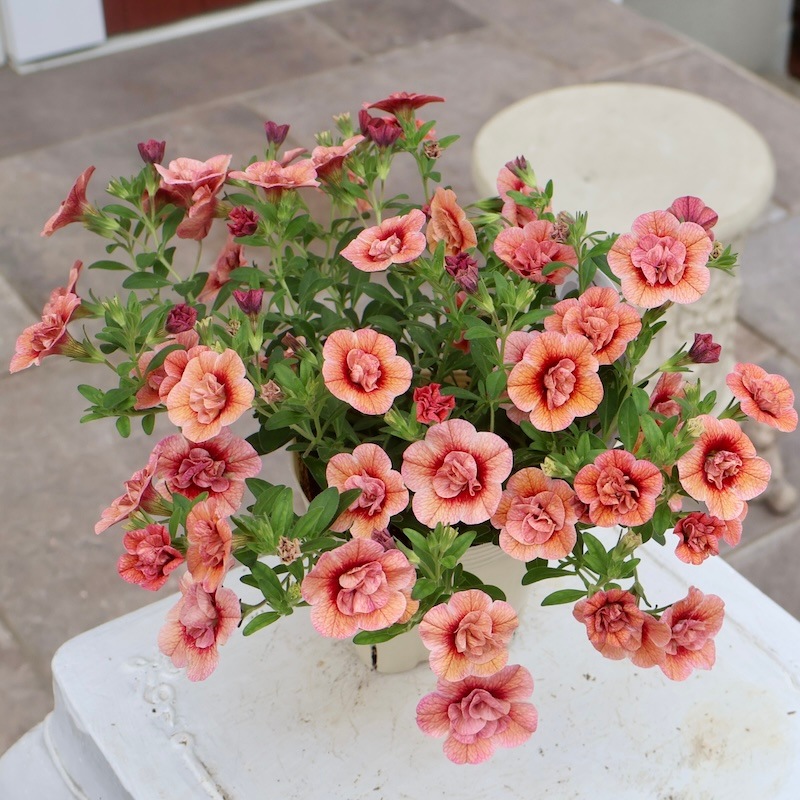 在庫限り♪カリブラコア・アロハダブル「アプリコット」(3.5号ポット)