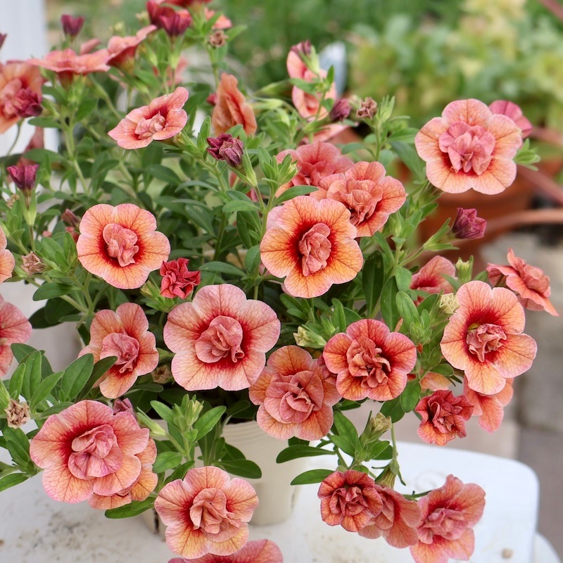 アプリコット 在庫限り♪カリブラコア・アロハダブル「アプリコット」(3.5号ポット)