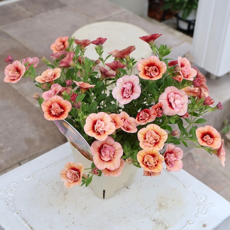 在庫限り♪カリブラコア・アロハダブル「アプリコット」(3.5号ポット)