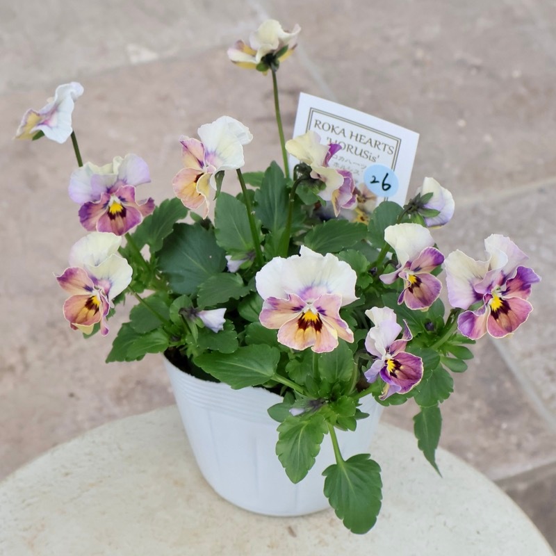 画像の現品1点限り!! ロカハーツ「ホルシス」＜26番＞