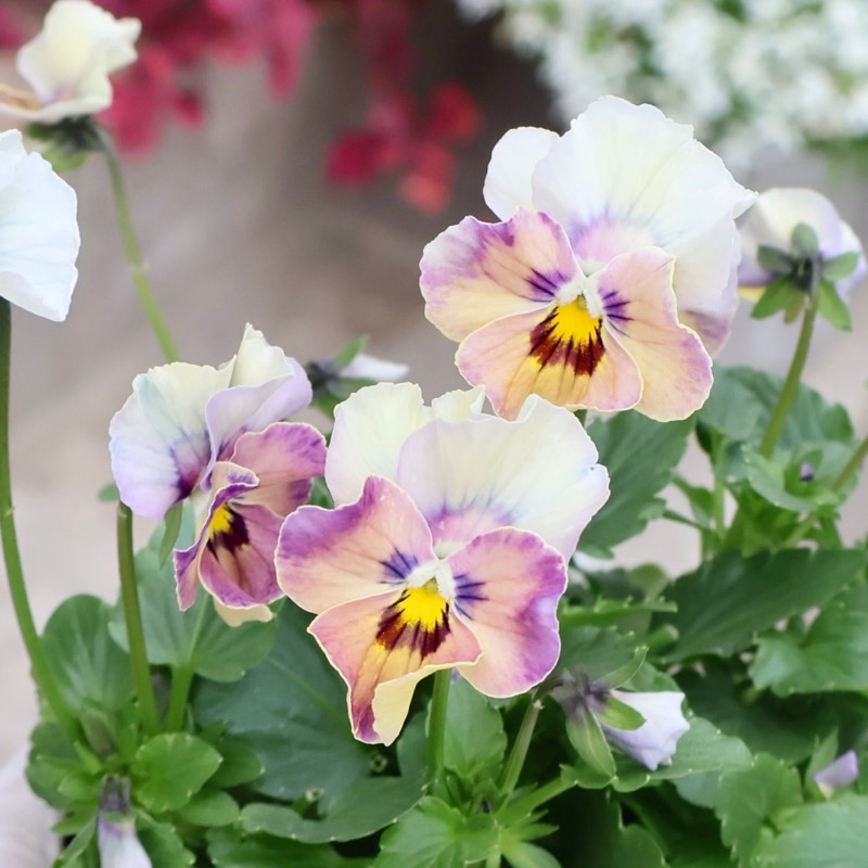 画像の現品1点限り!! ロカハーツ「ホルシス」＜26番＞