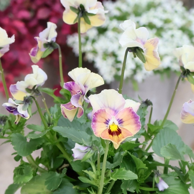 画像の現品1点限り!! ロカハーツ「ホルシス」＜26番＞