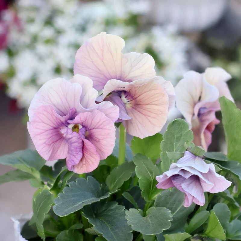 画像の現品1点限り☆桐生ふぁ~む×花日和さんのビオラ「アイクルール