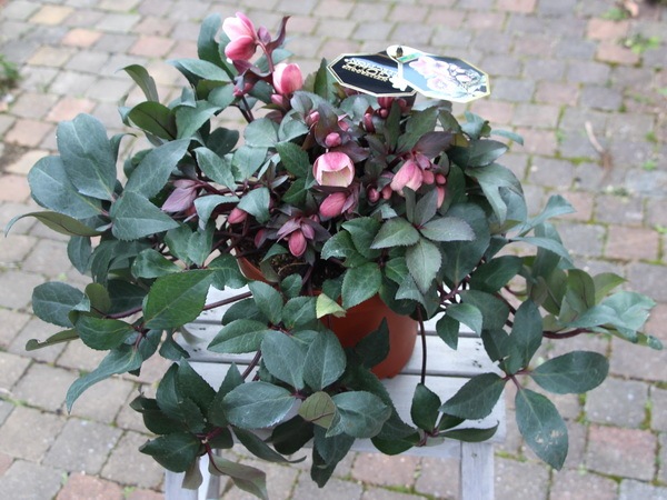 クリスマスローズ・HGC「ピンクフロスト」7号鉢