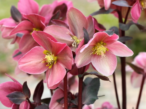 クリスマスローズ・HGC「ピンクフロスト」7号鉢