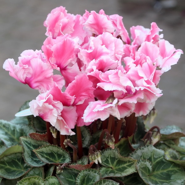 風散歩☆推奨シクラメン「ミルキーガール」＜D＞