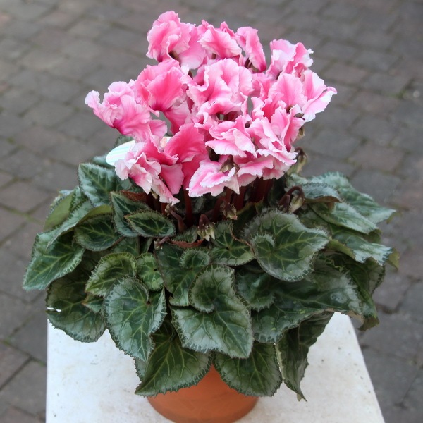 風散歩☆推奨シクラメン「ミルキーガール」＜D＞