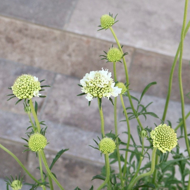ご確認　植物 12_000000006125.jpg?1779102986