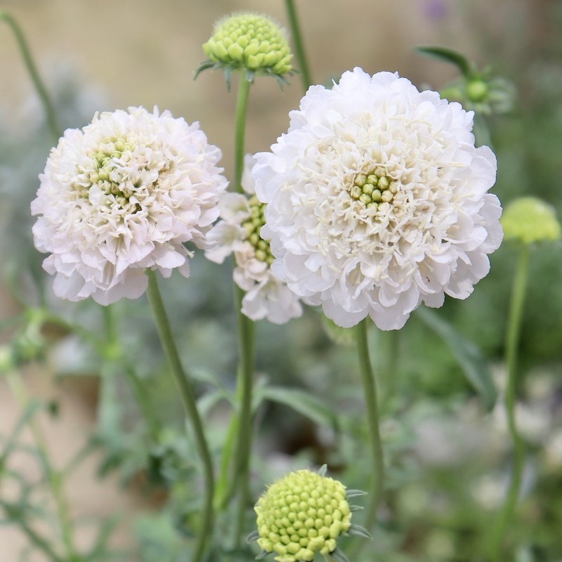 画像の現品!!希少苗☆スカビオサ・スクープ☆No.4(3号ロングポット)