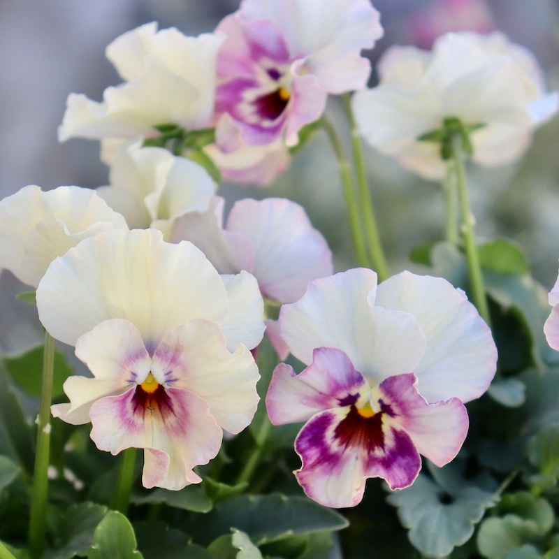 画像で花色を選べる!!花日和さんのフリル咲き小輪パンジー「ペルクレア