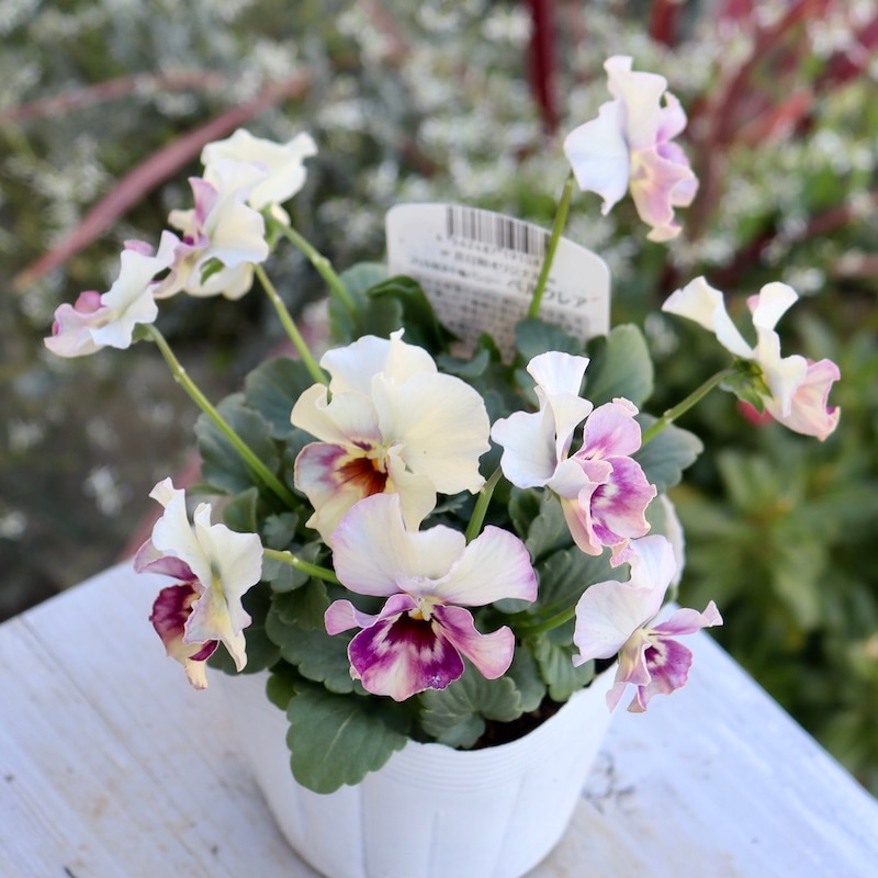 画像で花色を選べる!!花日和さんのフリル咲き小輪パンジー「ペルクレア