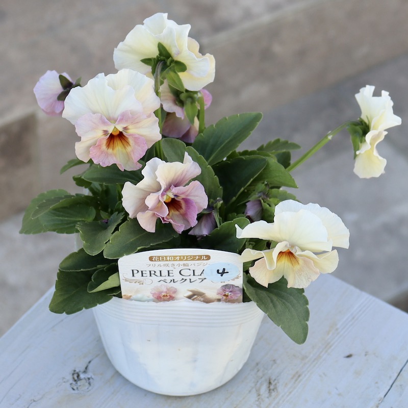 画像で花色を選べる!!花日和さんのフリル咲き小輪パンジー「ペルクレア