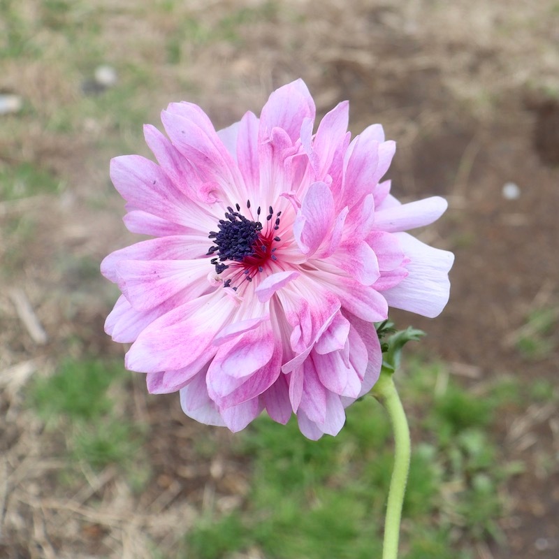 特選2 アロエ アンカラネンシス（実生苗） 特選2 アロエ アンカラネンシス（実生苗）