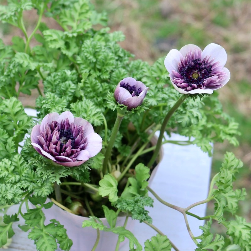 ムラサキの魅惑なアネモネ 2024年NEW☆2年生株のプレミアム八重咲きアネモネ「アンアリス