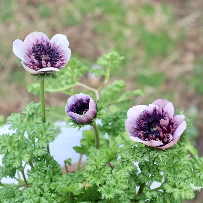 2024年NEW☆2年生株のプレミアム八重咲きアネモネ「アンアリス」12番