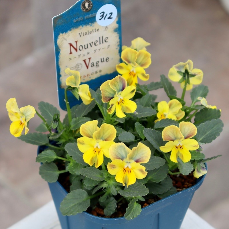 今シーズンのNEW現品1点限り☆サトウ園芸さんのビオラ・ヌーヴェル