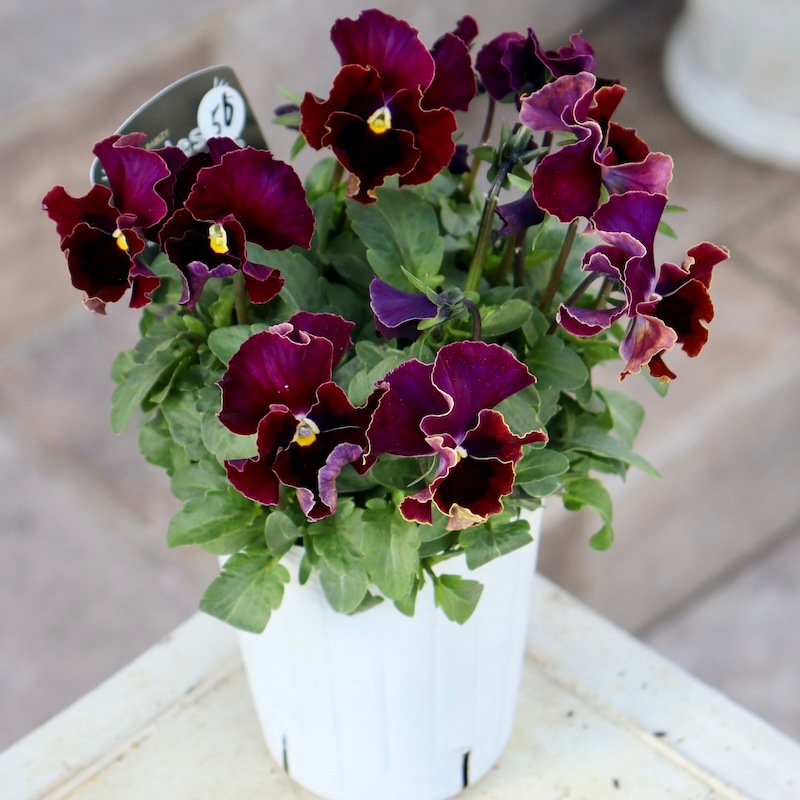 フェデネージュ 画像の現品1点限り!! 超良株☆桂楓園さんのパンジー「フェデネージュ