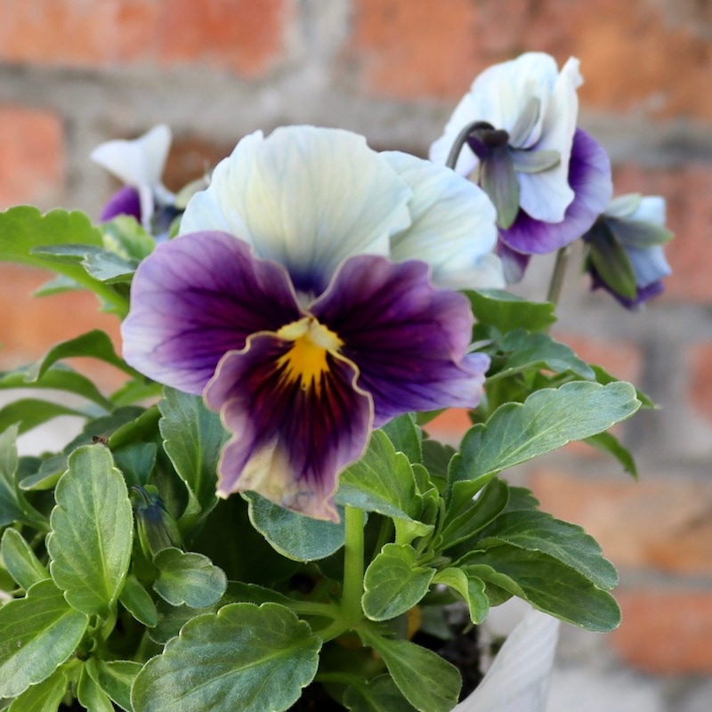 希少色☆うえたパンジー「マシェリマダム」＜57番＞