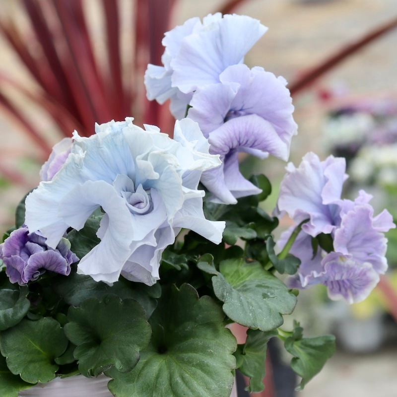 画像の現品1点限り☆Rガーデンさんのアンティークフリルパンジー