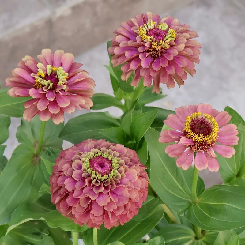 秋苗入荷♪画像の現品いずれか☆八重咲きジニア・クイーン「レッド