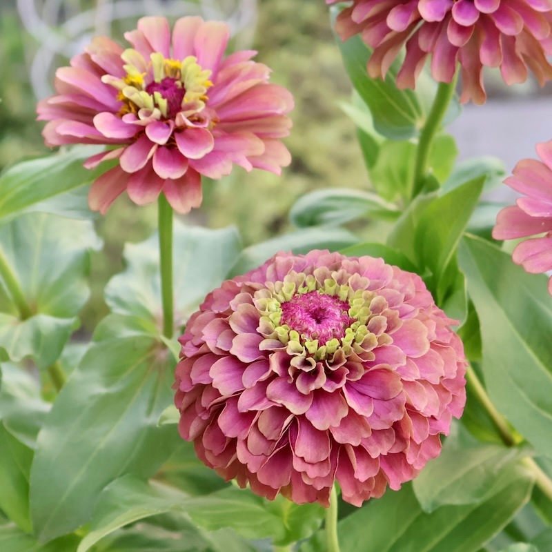 秋苗入荷♪画像の現品いずれか☆八重咲きジニア・クイーン「レッド