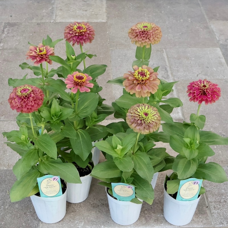 秋苗入荷♪画像の現品いずれか☆八重咲きジニア・クイーン「レッド