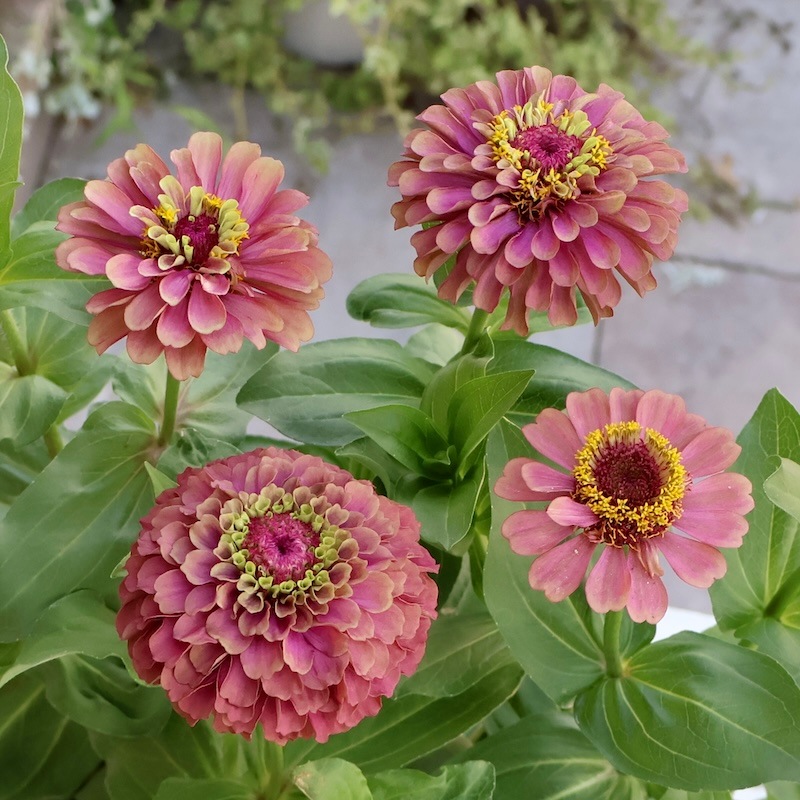 秋苗入荷♪画像の現品いずれか☆八重咲きジニア・クイーン「レッド