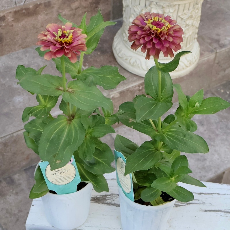 秋苗入荷♪画像の現品いずれか☆八重咲きジニア・クイーン