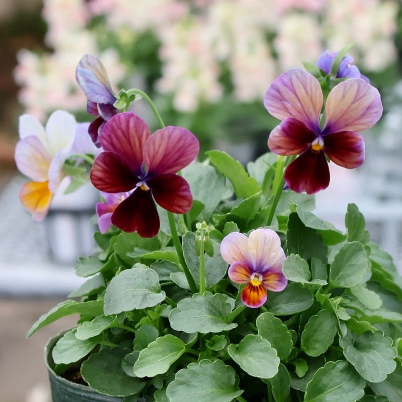 画像の現品1点限り☆ゲブラさん育種の個性派ビオラ「アマゾネス」76番