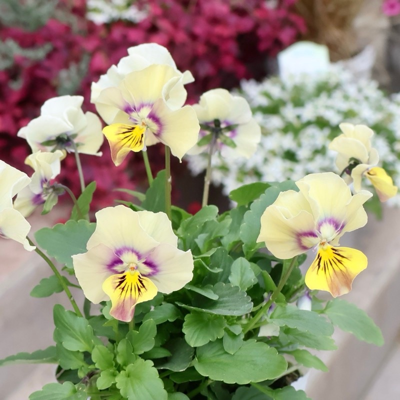 画像の現品1点限り!! ロカハーツ「ホルシス」＜27番＞