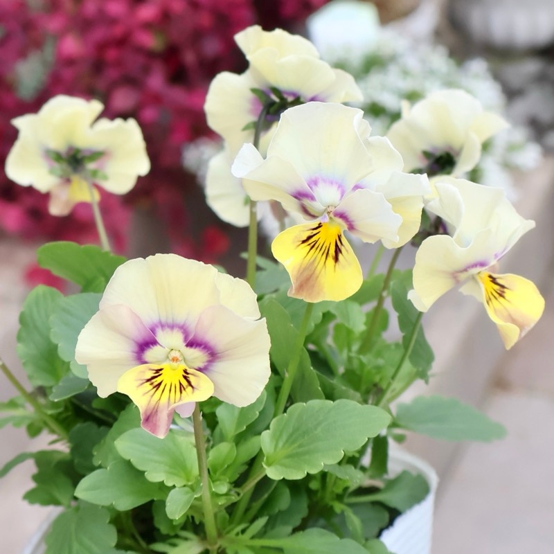 画像の現品1点限り!! ロカハーツ「ホルシス」＜27番＞