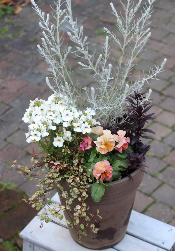 寄せ植え花 1点物☆寄せ植え見本鉢☆冬もエレモフィラ