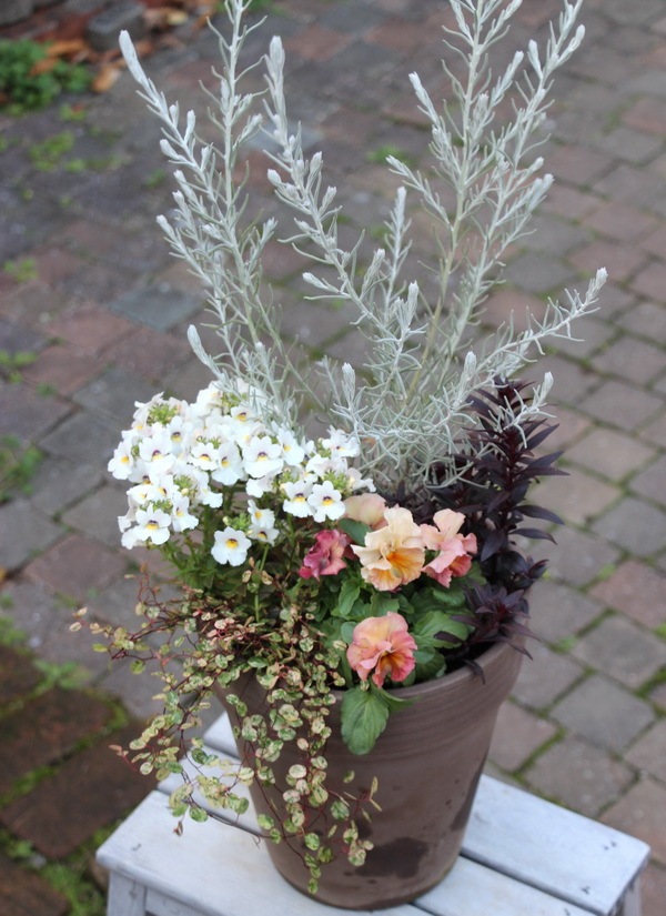 鉢花 ERIRA 1点物☆寄せ植え見本鉢☆冬もエレモフィラ