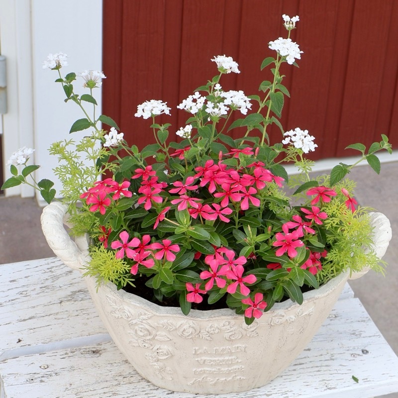 幅約60cmの立派な寄せ植えになりました♪1点物寄せ植え見本鉢 