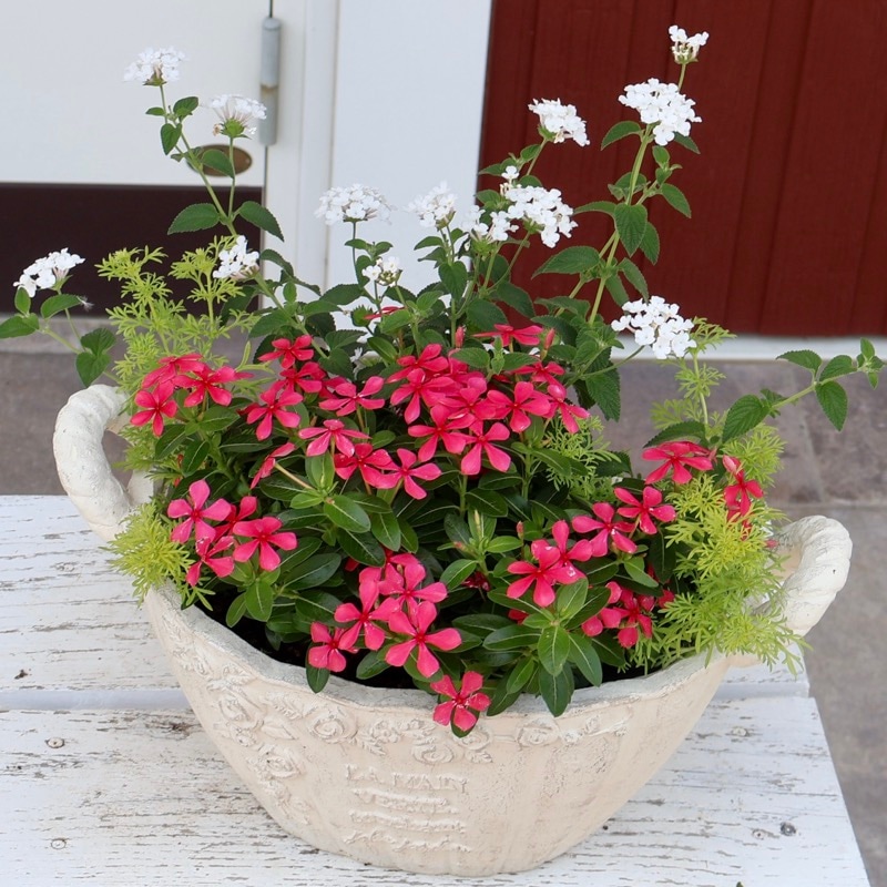 赤と白の花模様 深鉢 幅約60cmの立派な寄せ植えになりました♪1点物寄せ植え見本鉢