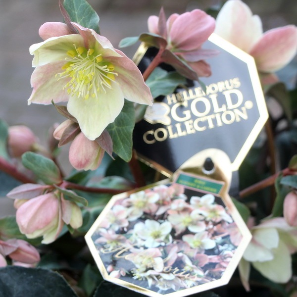 クリスマスローズ・HGC「マエストロ」5.5号おしゃれ鉢