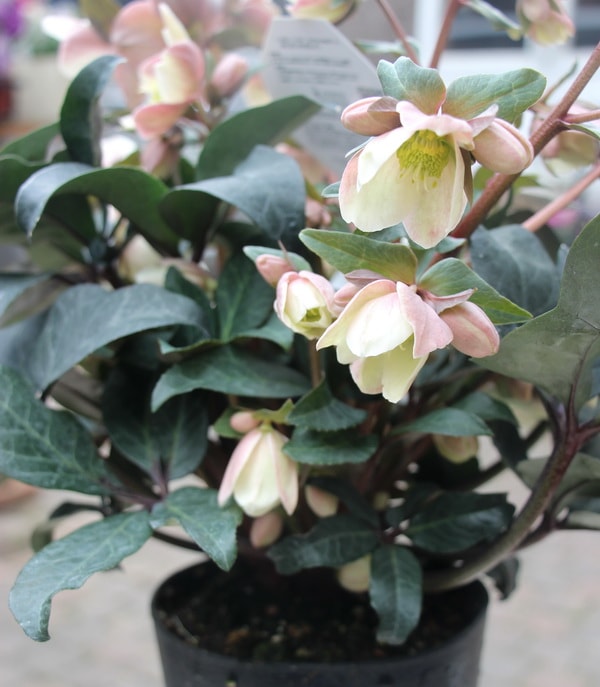 クリスマスローズ・HGC「マエストロ」5.5号おしゃれ鉢