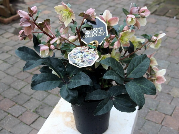 クリスマスローズ・HGC「マエストロ」5.5号おしゃれ鉢