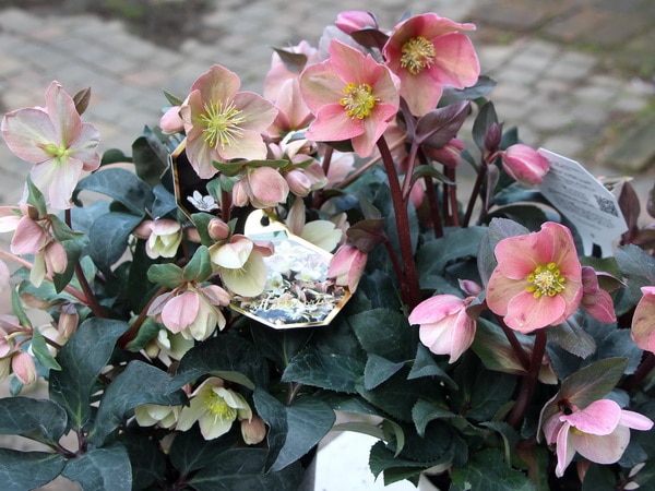 クリスマスローズ・HGC「マエストロ」5.5号おしゃれ鉢