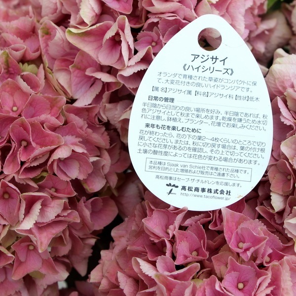 レア品種☆彡画像現品！オランダのアジサイ「ハイリバーピンク」2番【6