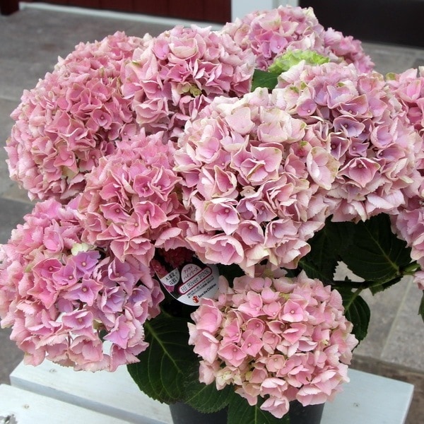 レア品種☆彡画像現品！オランダのアジサイ「ハイリバーピンク」2番【6