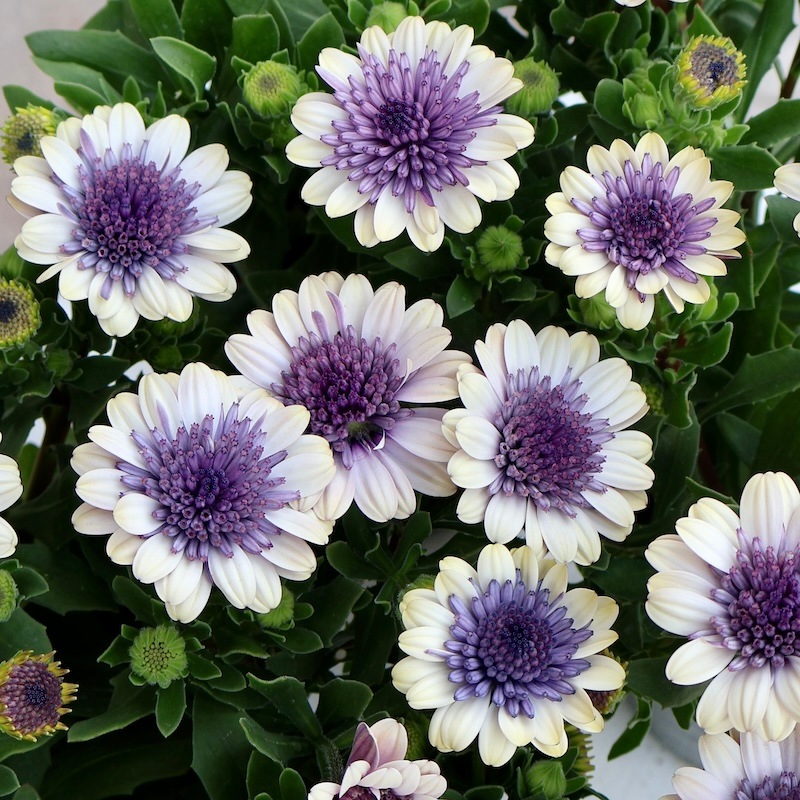 2025年NEW☆八重咲きオステオスペルマム「ベネチア」byゲブラナガトヨ